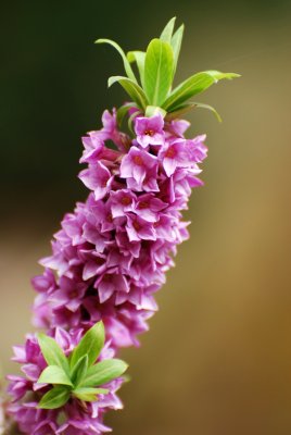 Daphne mezereum - lýkovec jedovatý - květ